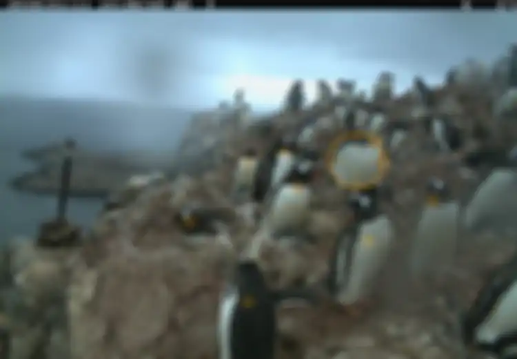 Penguin Watch, Situs yang Mengajak Kita 'Berinteraksi' dengan Kawanan Penguin