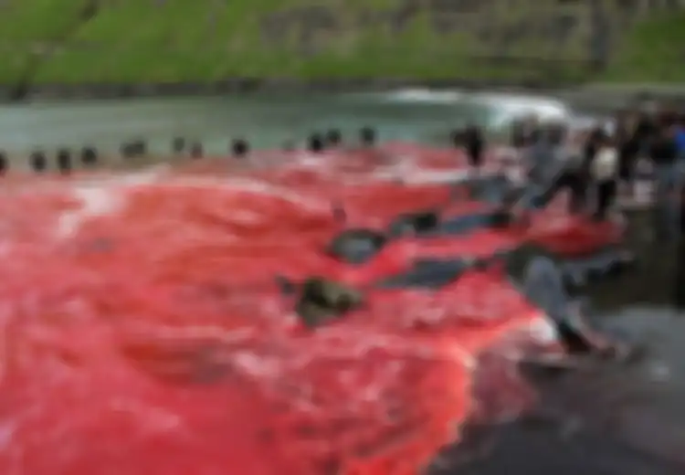 Setiap Tahunnya, Kepulauan Faroe Membunuh Ratusan Paus