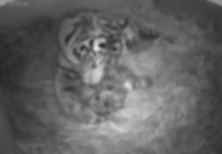 3 Anak Harimau Sumatra Lahir di London