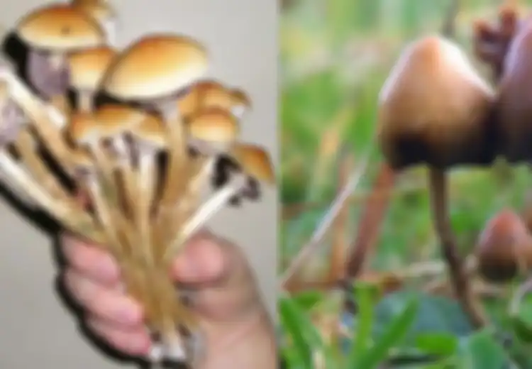 Bagaimana Magic Mushroom Memengaruhi Otak Manusia?