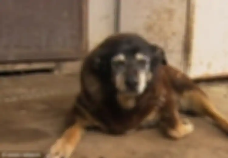 Maggie, Anjing Paling Tua di Dunia yang Telah Menemani Pemiliknya Selama 30 Tahun
