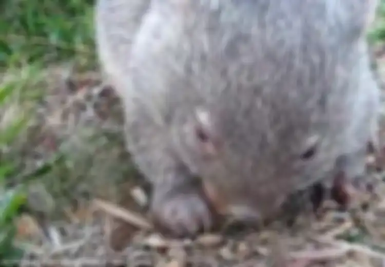 Lucu, Wombat Ini Berusaha Menahan Bersinnya