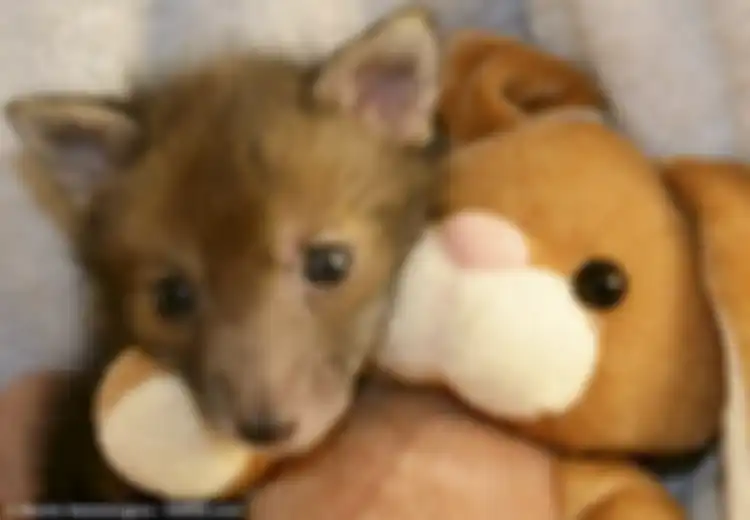 Setelah Diterlantarkan, Bayi Musang Mungil Ini Berteman dengan Boneka Teddy Bear