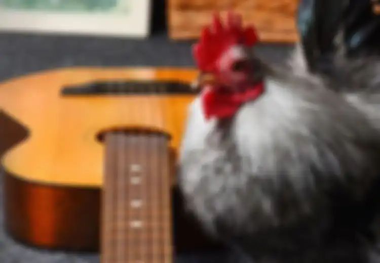 Cooper, Ayam Jantan yang Pandai Bermain Gitar