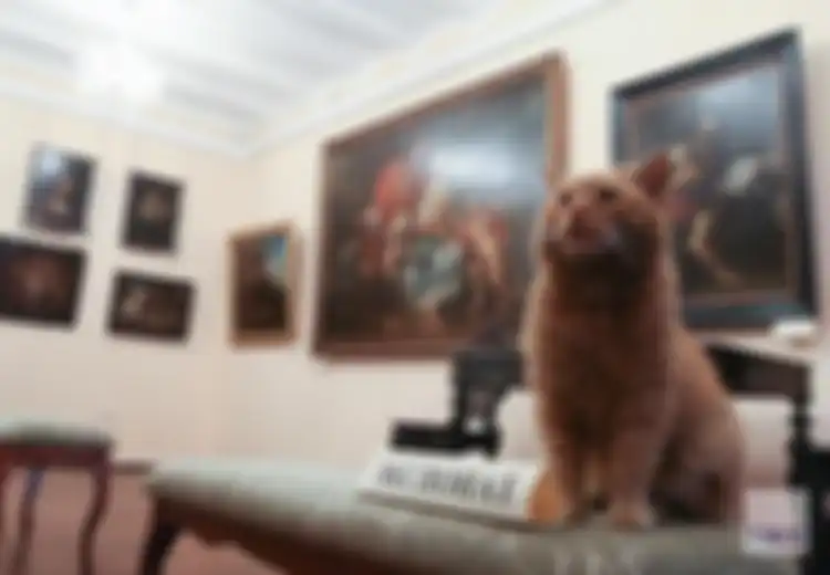 Maray, Kucing yang Jadi Pegawai Baru di Museum