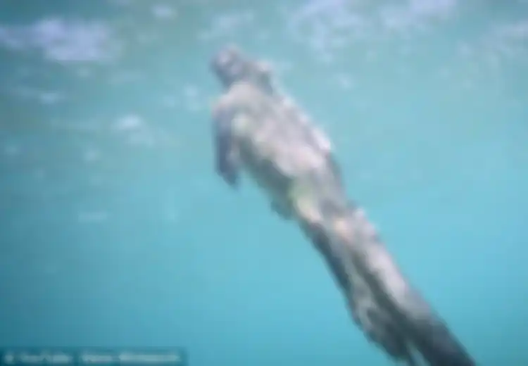 Ini Alasan Mengapa Iguana Laut Ini Dijuluki Godzilla