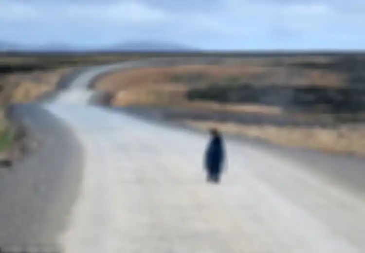 Penguin yang Paling Kesepian Ini Ditemukan di Jalan Raya Berjalan Sendiri
