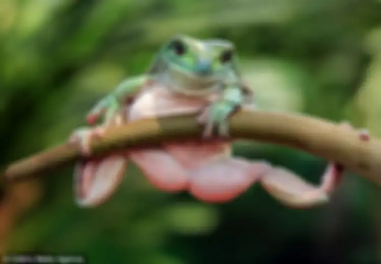 Unik, Katak Ini Melakukan Gerakan 'Chin Up' Layaknya Seorang Binaragawan