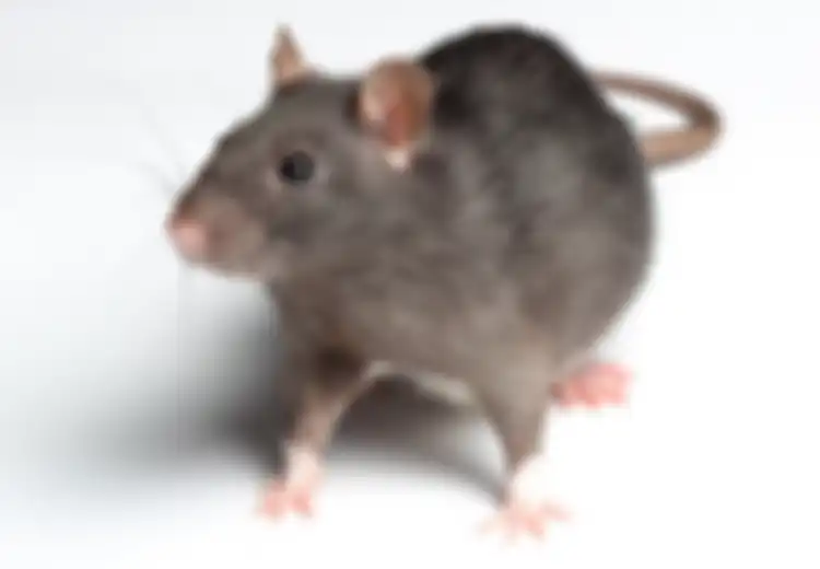 Jarang Terjadi, Gadis Prancis Ini Dimutilasi Tikus