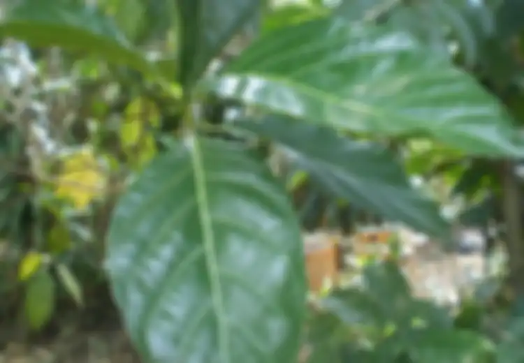 Nasi Goreng Daun Mengkudu