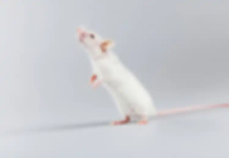 Tikus Bertubuh Ramping Bisa Hidup Lebih Lama
