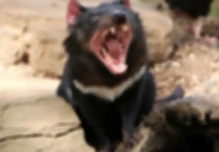 Perilaku Tasmania Devil Saat Musim Kawin