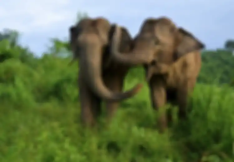 Gajah Juga Suka “Curhat”