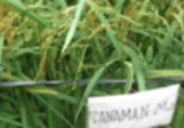 Lewat Teknologi Nuklir, BATAN Ciptakan 20 Varietas Padi Unggul