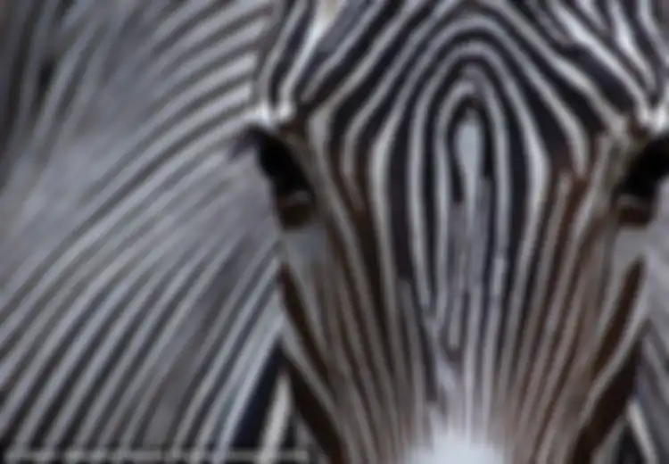 Mengapa Tubuh Zebra Bergaris Hitam dan Putih?