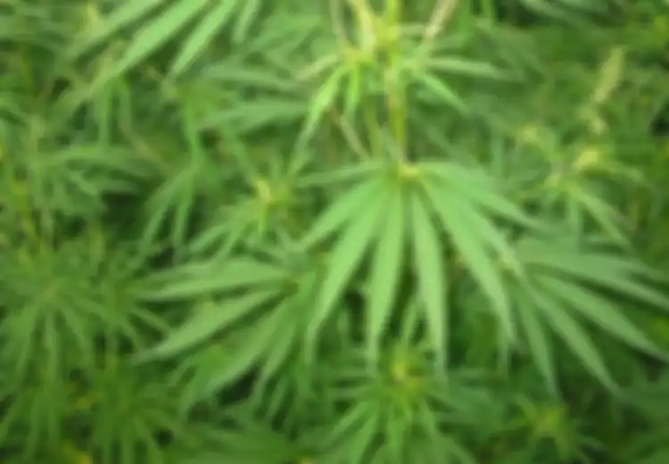 Mengganja Bikin Malas?