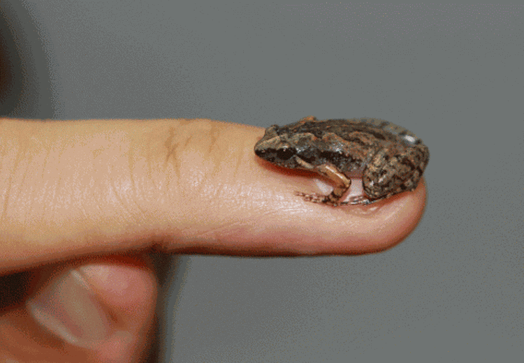 Keluarga Katak Kedatangan Anggota Baru