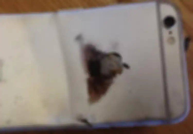 iPhone 6 Bengkok dan Terbakar di Saku Celana