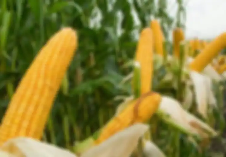 Menoleh Kembali ke Makanan Lokal yang Tersingkir Oleh Beras
