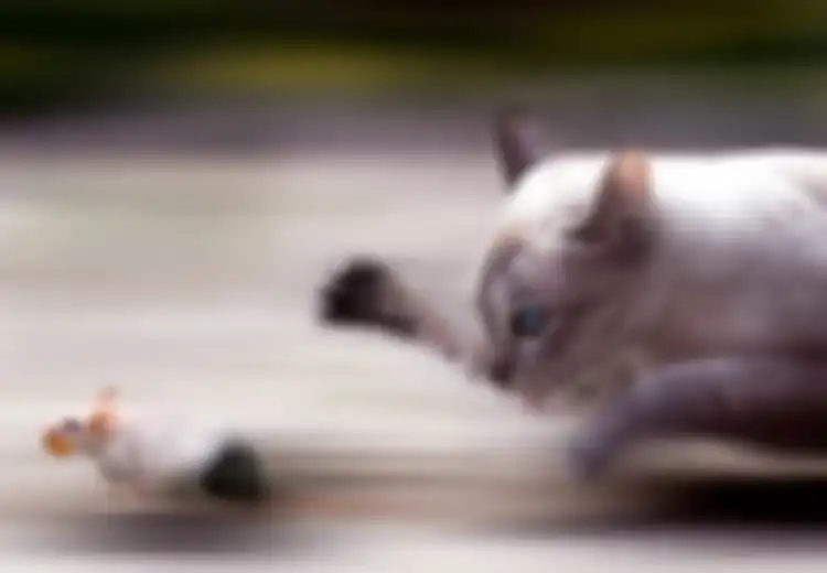 Kisah Kucing dan Tikus yang Selalu Bermusuhan