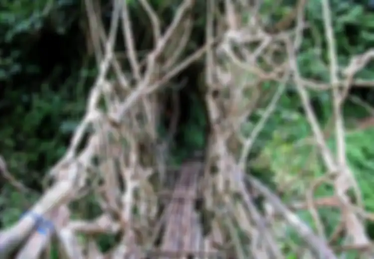 Ada Jembatan dari Akar Melilit di Banten