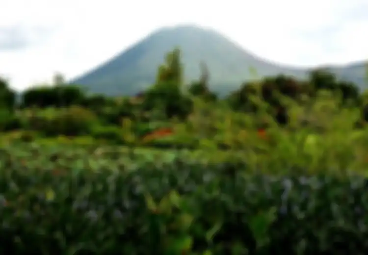 Festival Bunga Internasional di Tomohon