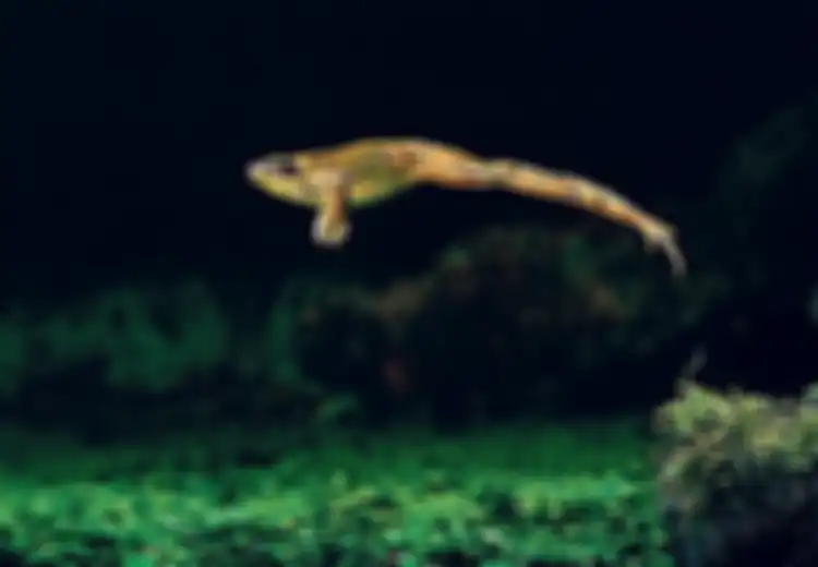 Kisah Katak Lompati Jendela