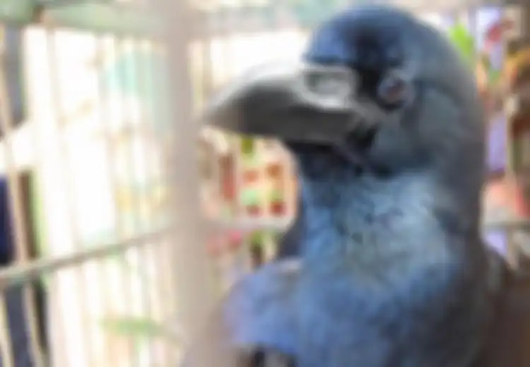 Burung Gagak