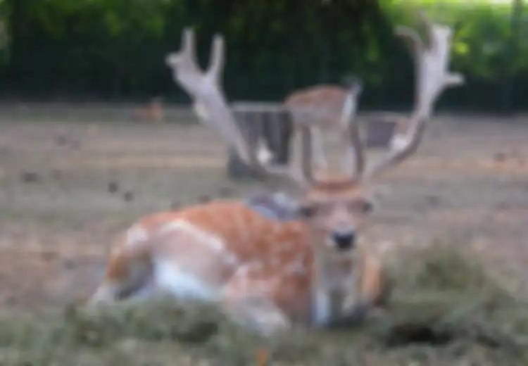 Rusa Jantan yang Sombong