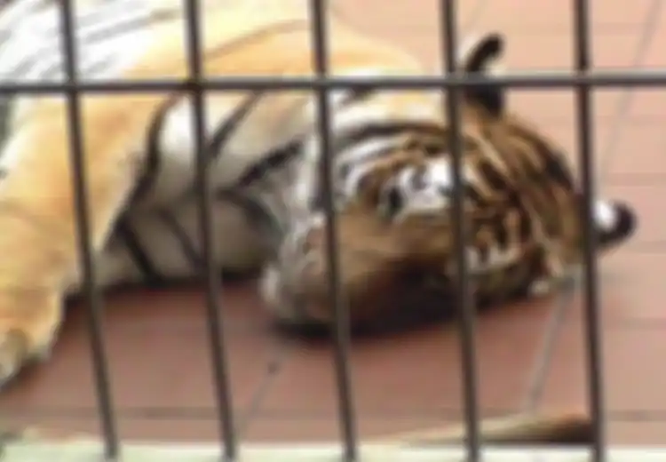 Kisah Petani dan Harimau