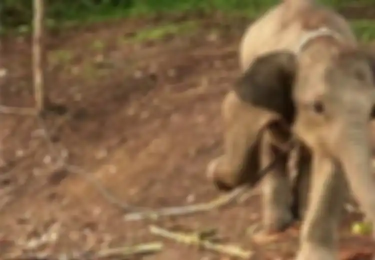 Kisah Gajah yang Diikat