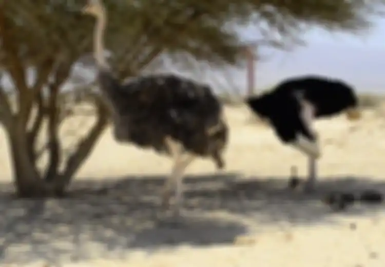 Kisah Burung Unta dan Oasis