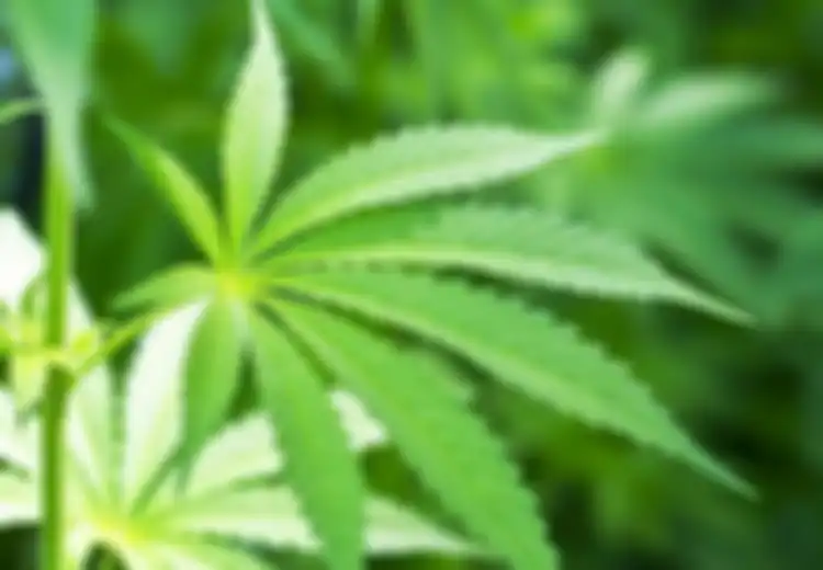 Sebuah Penelitian Kembali Membuktikan Keampuhan Ganja dalam Menumpas Kanker
