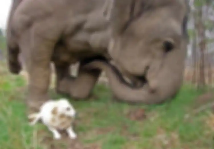 Kisah Gajah Mencari Teman