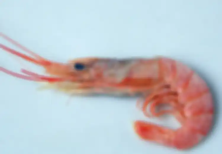 Bungkuk Udang = Nafsu Tinggi?