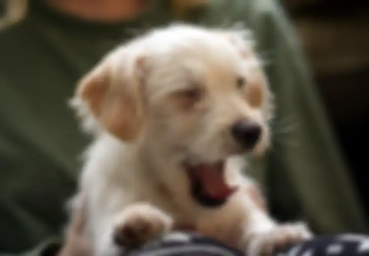 Menguap Pun Bisa Menular ke Anjing