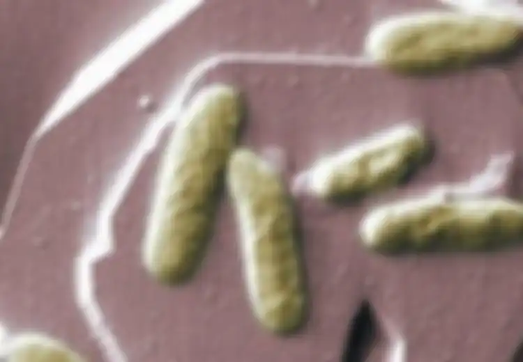 Bio-baterai dari Bakteri