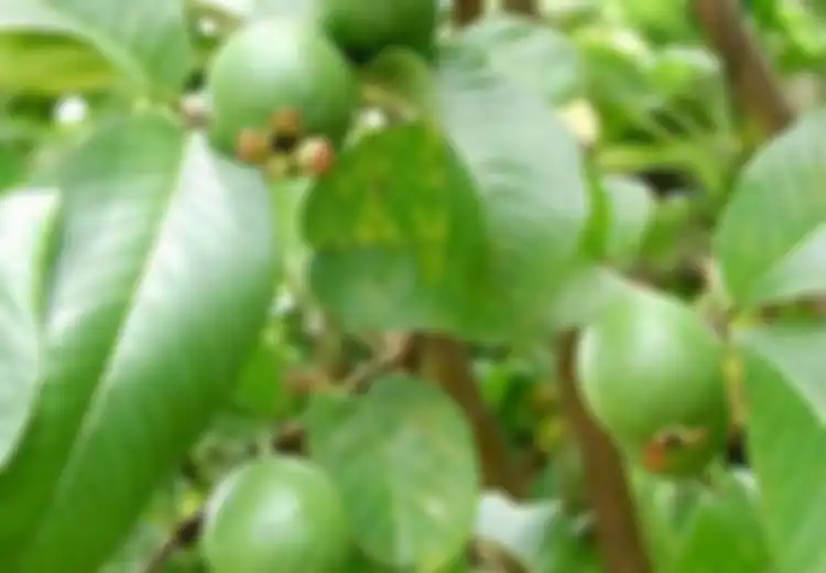 Manfaat Lain Daun Jambu Biji