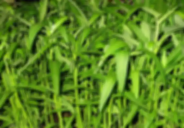 Benarkah Kangkung Bikin Kantuk?