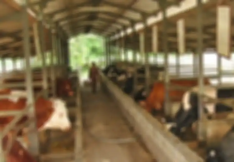 Menyaring Biogas, Menjaring Listrik