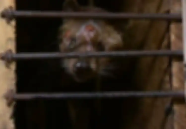 Inilah Alasan Mengapa Anda Harus Berhenti Minum Kopi Luwak Sekarang
