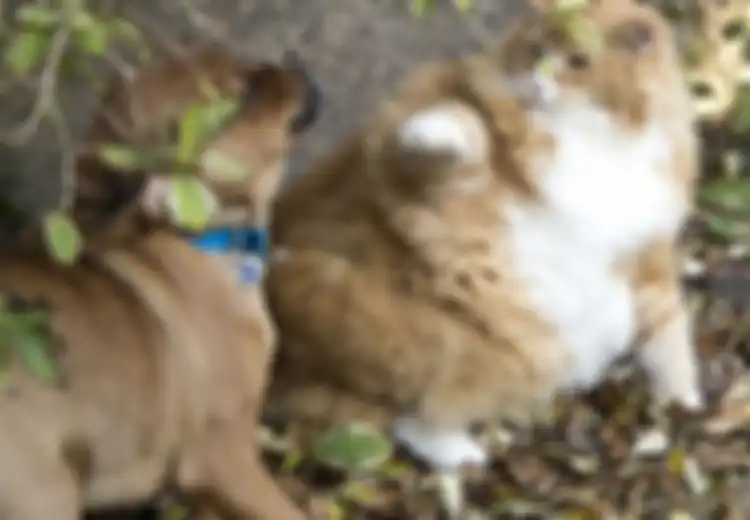 Ulric, Kucing Gemuk Penderita Diabetes Ini Dilatih Diet oleh Seekor Anjing