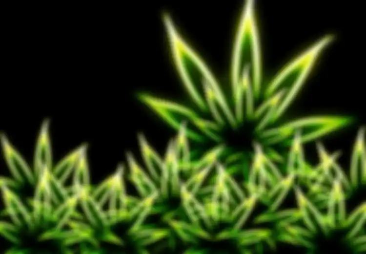 Anda Benar-benar Bisa Terbunuh Jika Mengkonsumsi Ganja