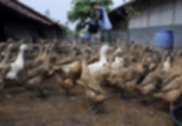 Kasus Infeksi Flu Burung Pertama di Hongkong Melanda PRT asal Indonesia