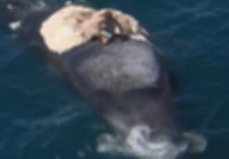 Pria Ini Berhasil Selamat di Tengah Laut dengan Menaiki Bangkai Paus