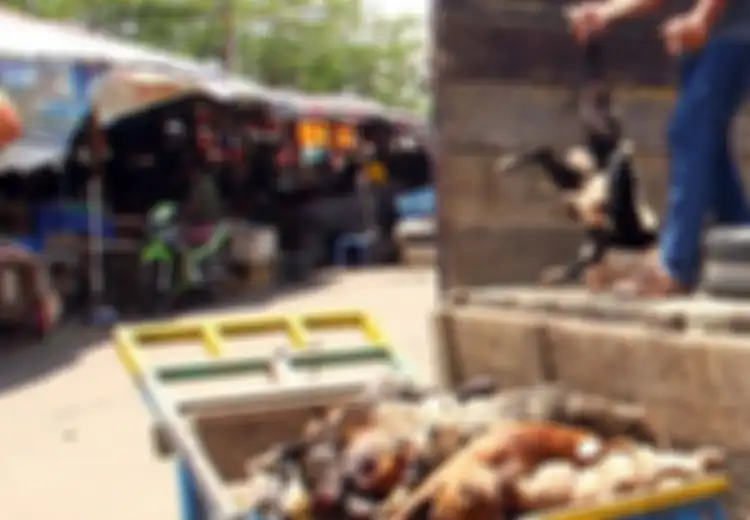 Di Manado, Anjing Mati pun Dijual untuk Konsumsi