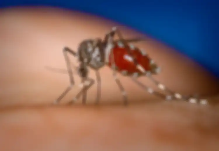 Chikungunya, Melumpuhkan tapi Tidak Mematikan