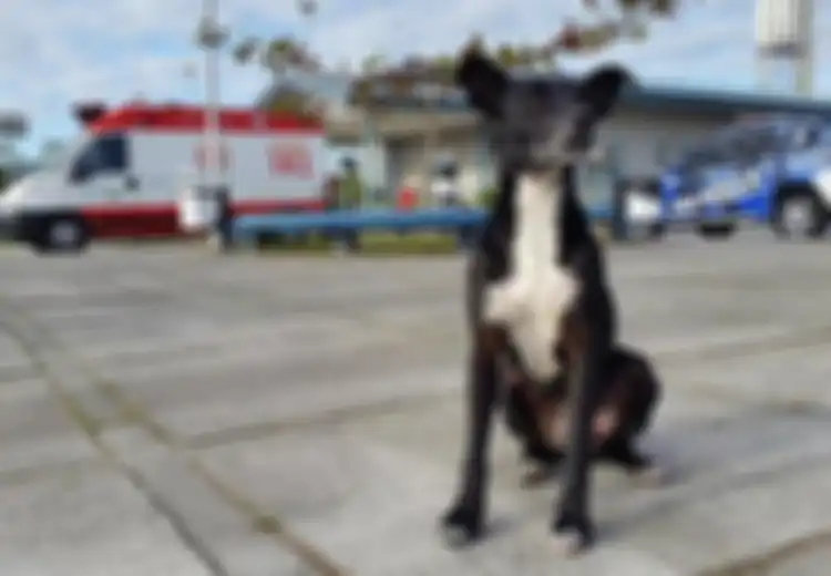 Anjing ini Setia Menanti Selama 8 Bulan Walau Pemiliknya Telah Meninggal