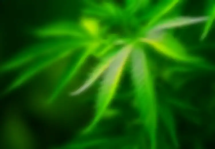 Manfaat Medis Si Cannabis