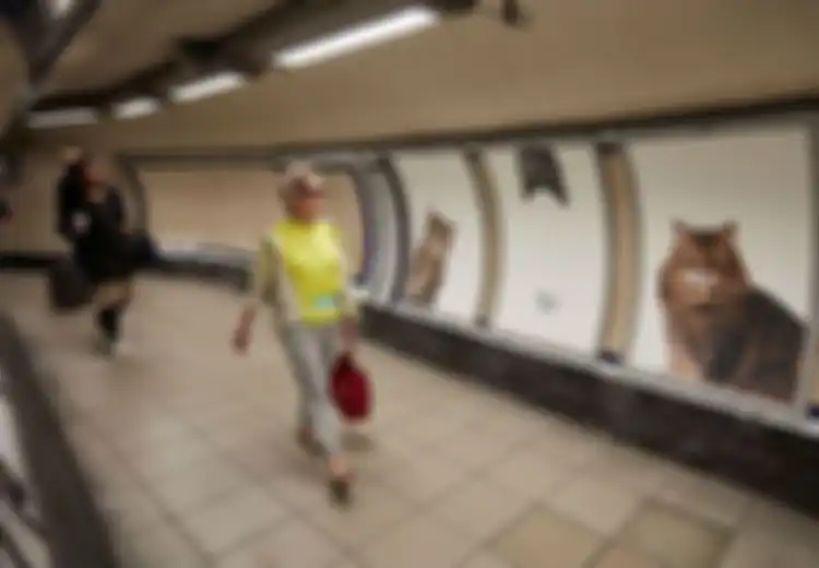 Seluruh Ruang Iklan di Stasiun Kereta London Ini Diganti dengan Foto Kucing!